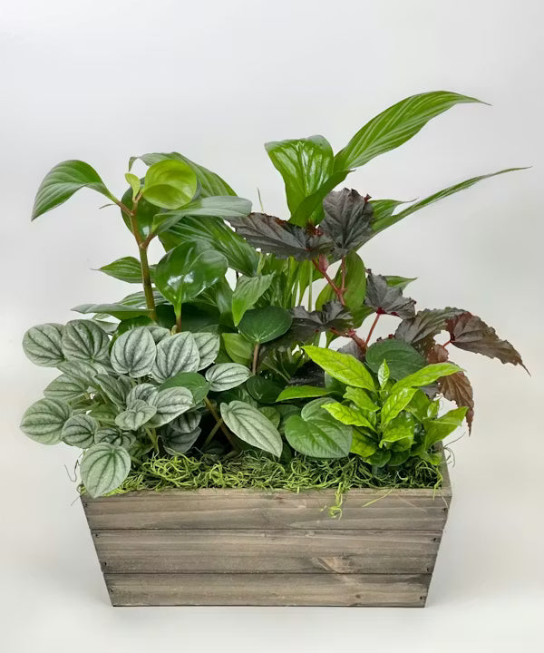 LARGE EURO GREEN PLANT