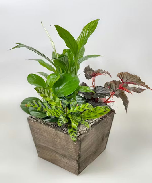 MED EURO GREEN PLANT