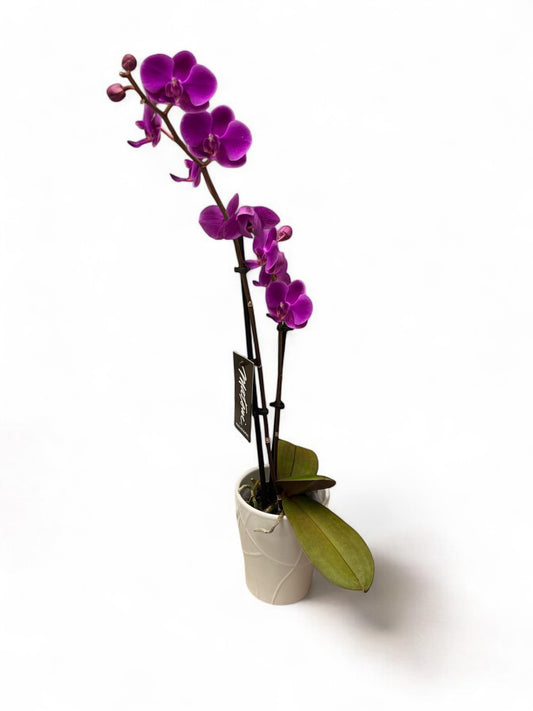 ORCHID SMALL